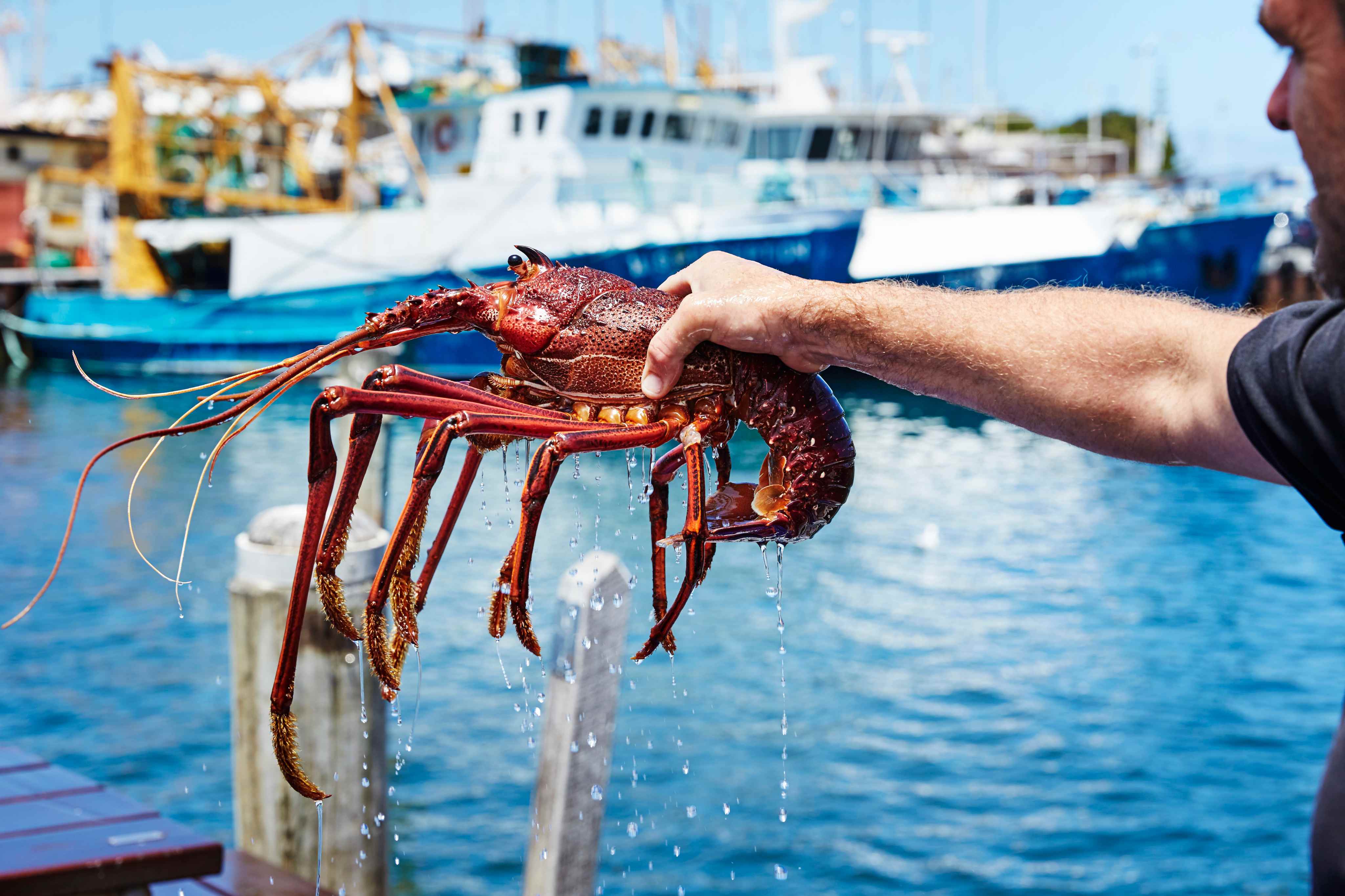 Fisherman holding a lobster at Fremantle Harbour