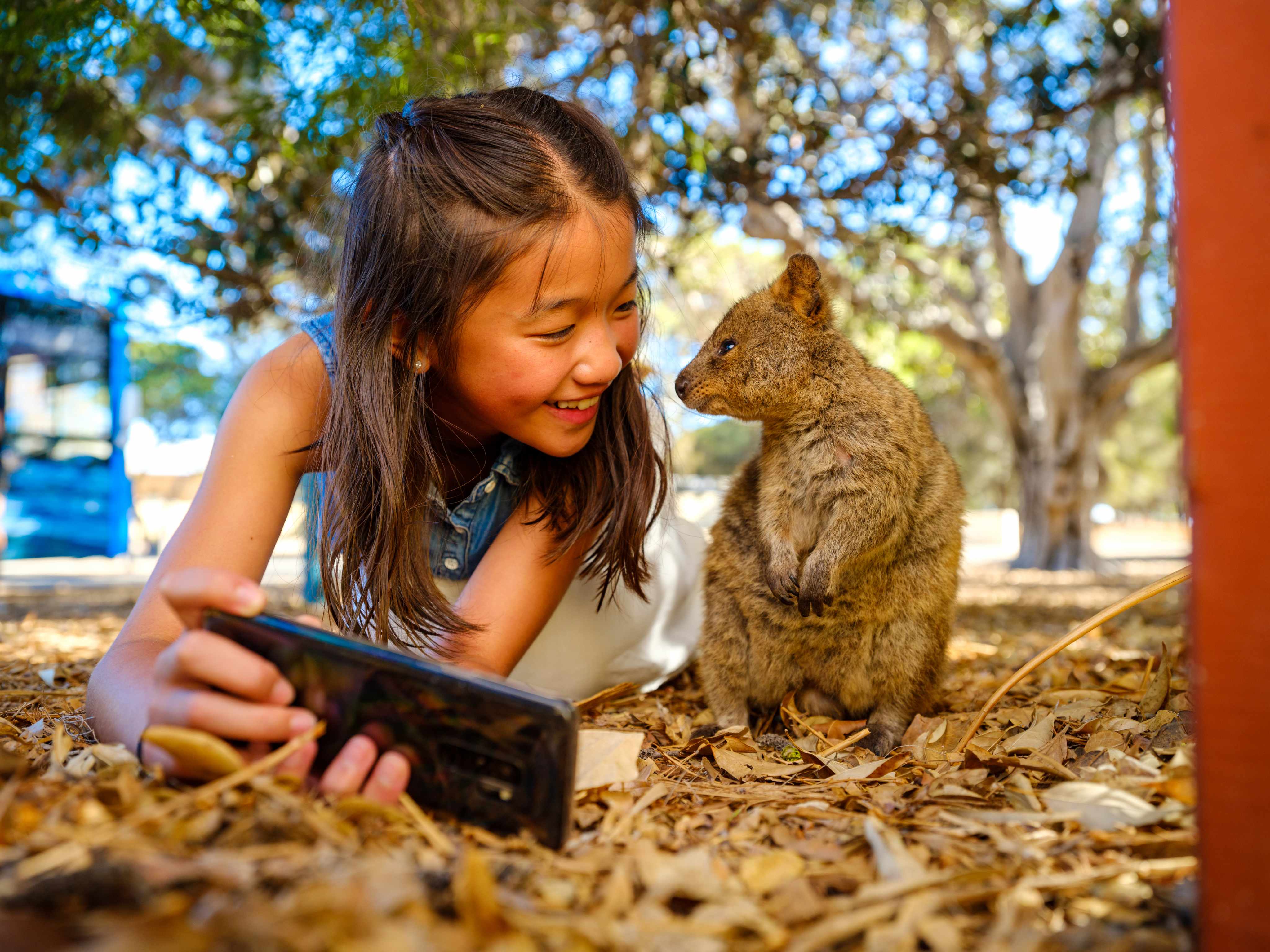 Tourist taking a quokka selfie